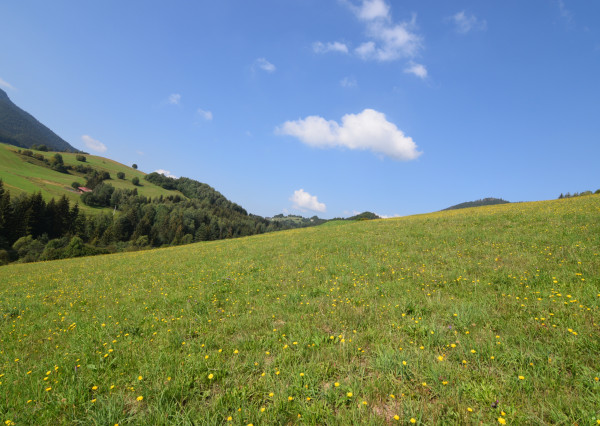 Predaj pozemku v Slovenskom Pravne